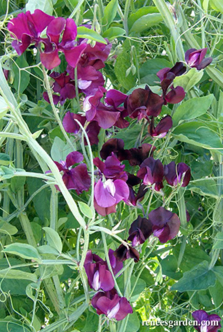 Zinfandel Sweet Peas - Spring Fragrance