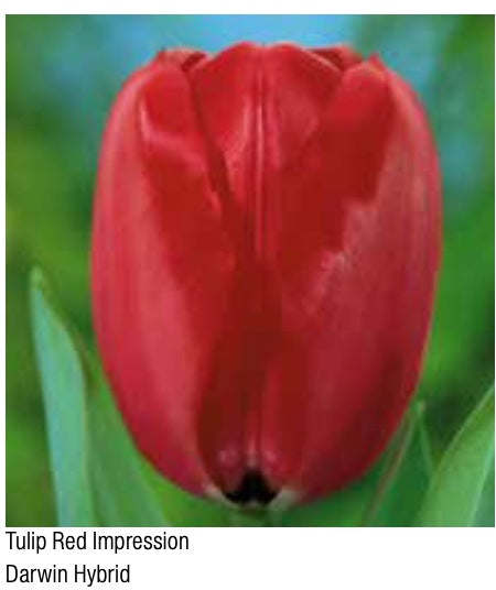 Red Impression Darwin Hybrid Tulip