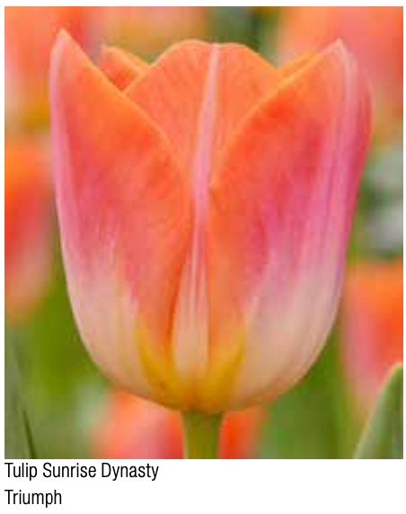 Tulip Sunrise Dynasty