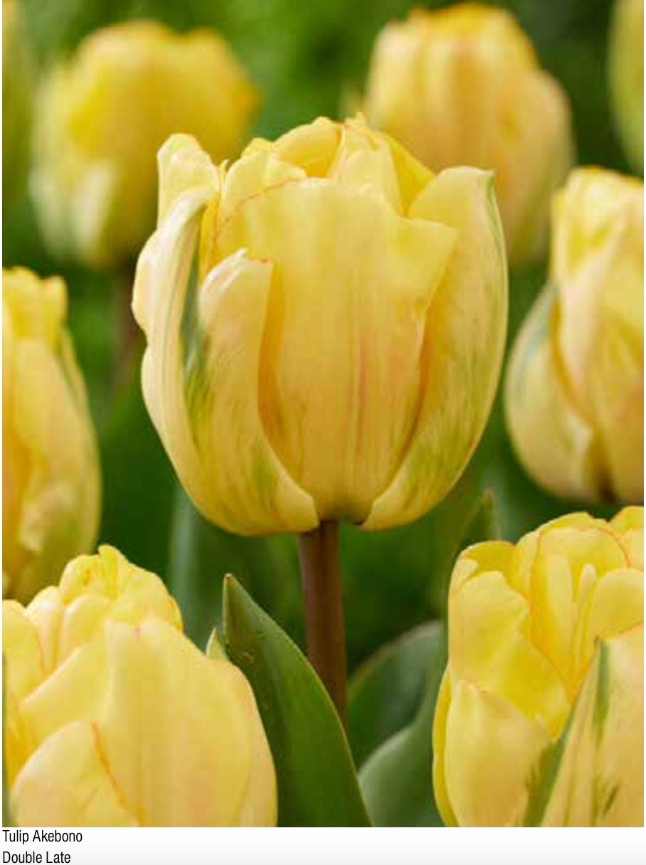 Akebono Giant Double Darwin Hybrid Tulip Bulbs