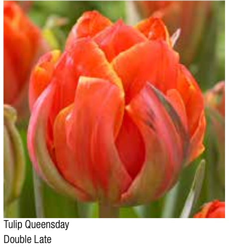 Queensday Double Late Tulip