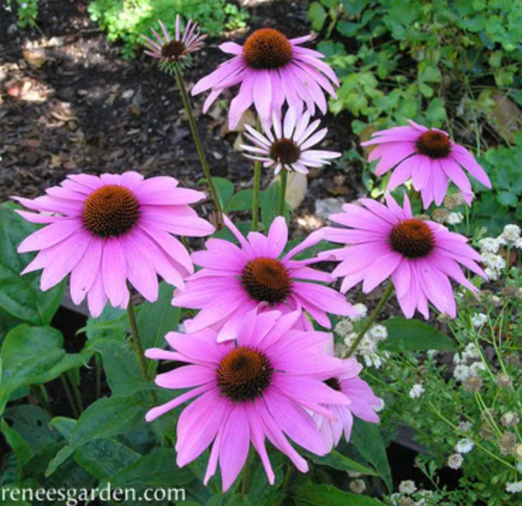 Starlight Echinacea