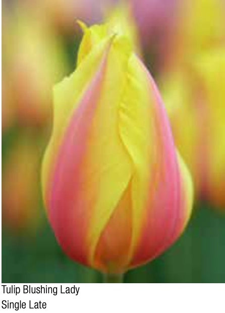 Blushing Lady Single Late Tulip