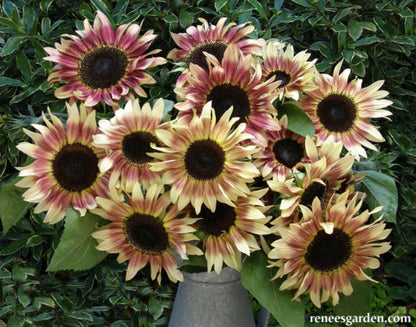 Garnet Star Cutting Sunflower