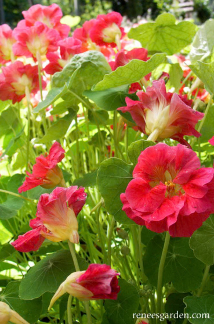 Cherries Jubilee Mounding Nasturtiums