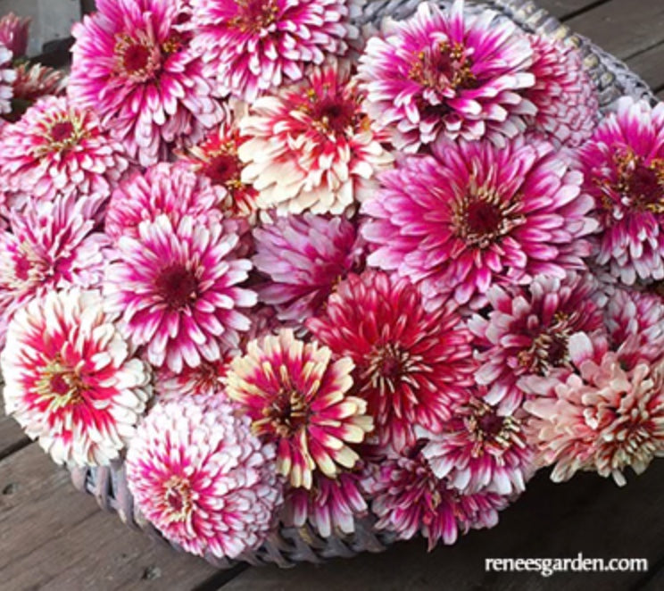 Butterfly Zinnias Summer Pinwheels