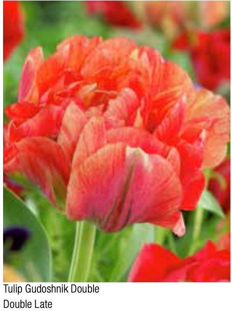 Gudoshnik Double Late Tulip