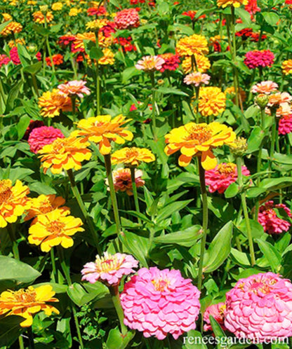 Heirloom Zinnias - "Cut and Come Again"