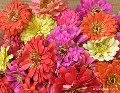 State Fair Gold Medal Heirloom Butterfly Zinnia Mix