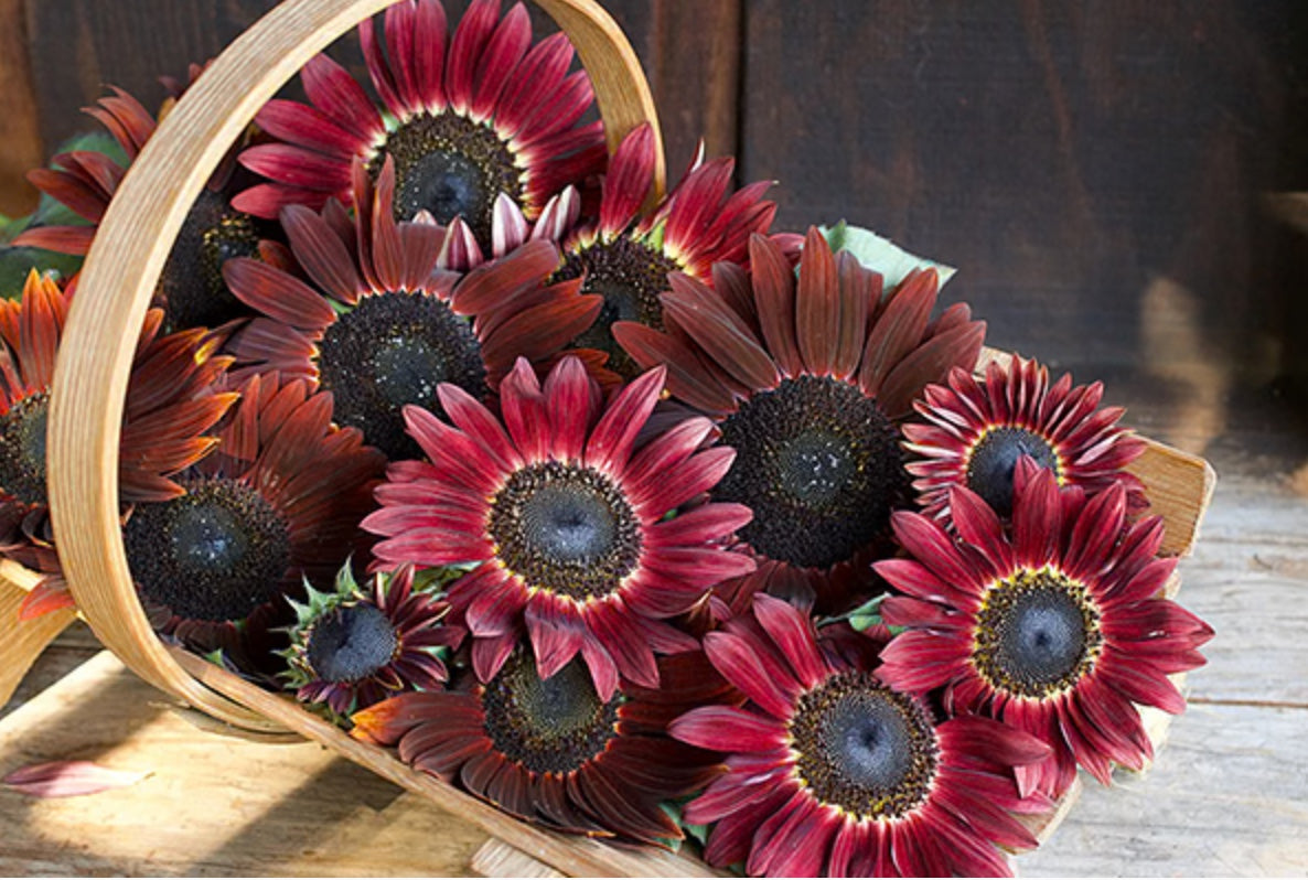 Chocolate Cherry Ornamental Sunflower