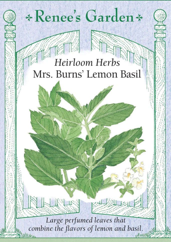 Mrs. Burns Lemon Basil - Heirloom Herb