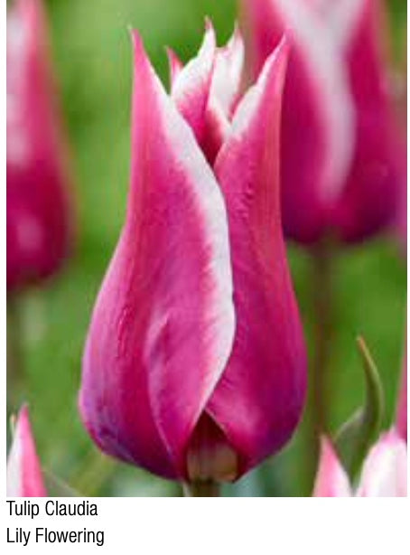 Claudia Lily Flowering Tulip