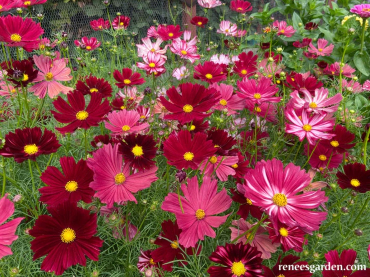 Bouquet Cosmos Velouette