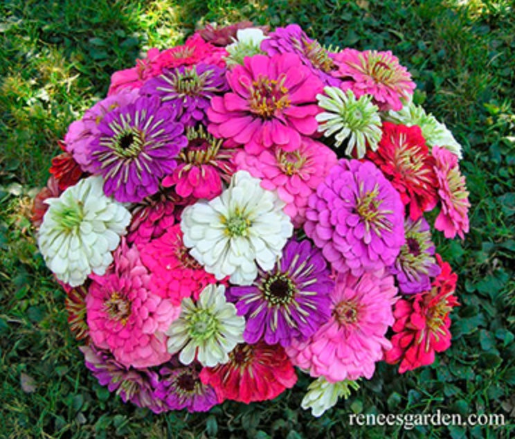 Heirloom Zinnias Cool Crayon Colors