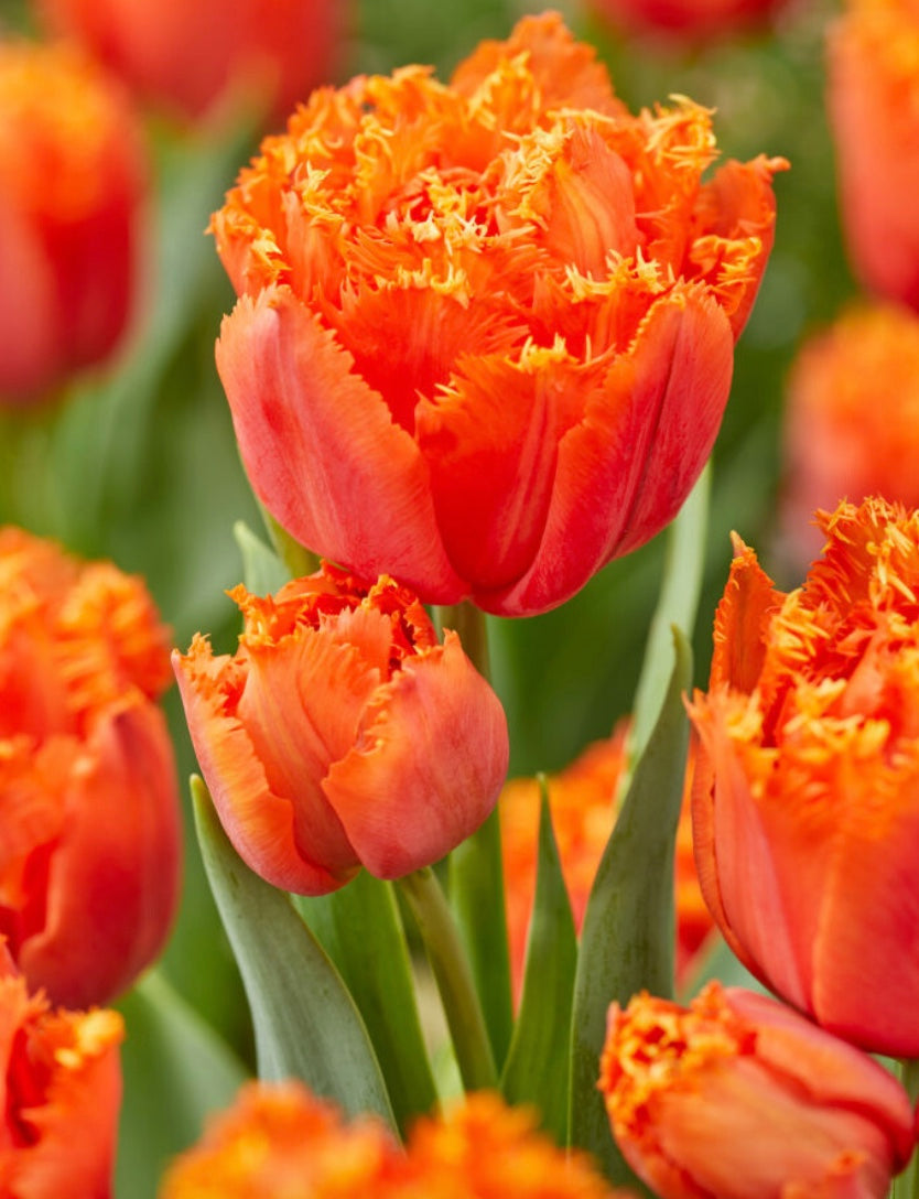 Orange Passion Fringed Tulip